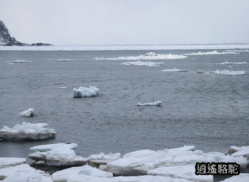 斜里→宇登呂-日本駱駝