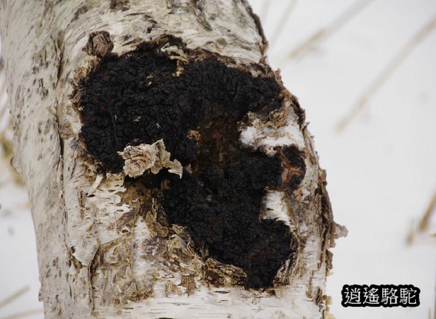 知床雪鞋漫步-日本駱駝