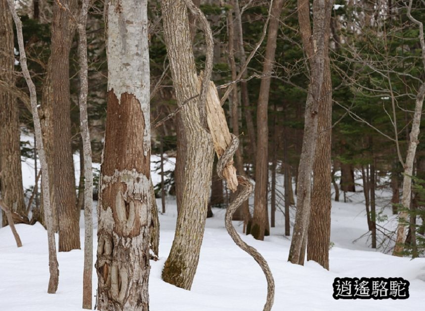 知床雪鞋漫步-日本駱駝