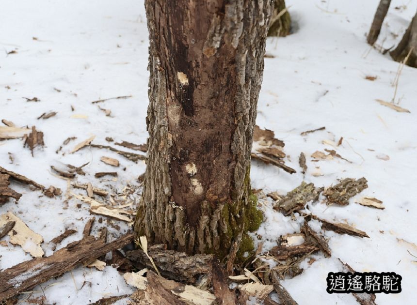 知床雪鞋漫步-日本駱駝