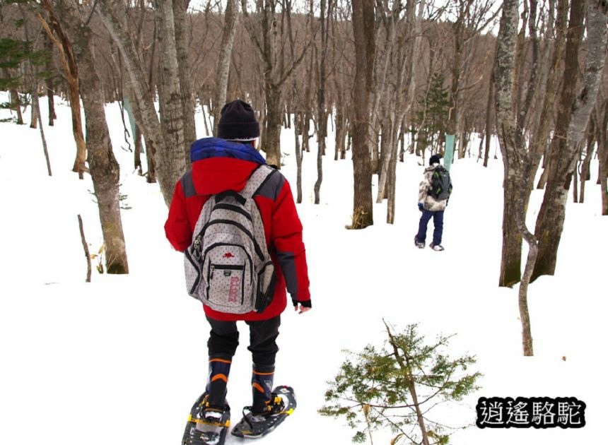 知床雪鞋漫步-日本駱駝