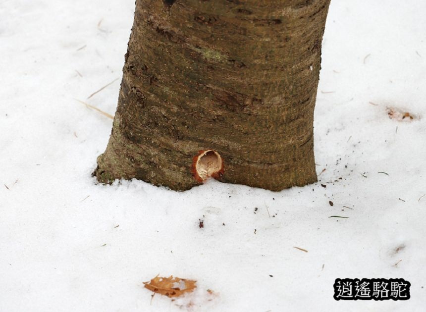 知床雪鞋漫步-日本駱駝