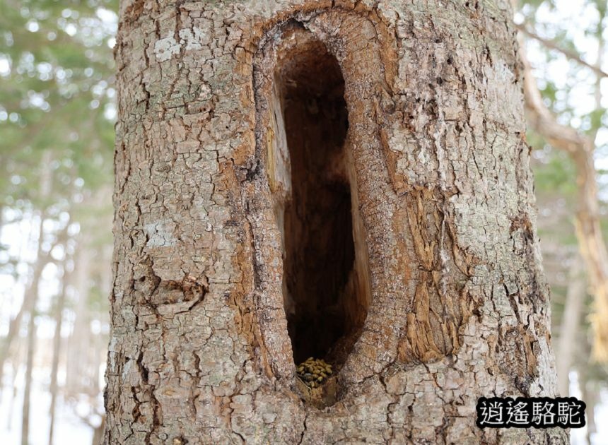 知床雪鞋漫步-日本駱駝