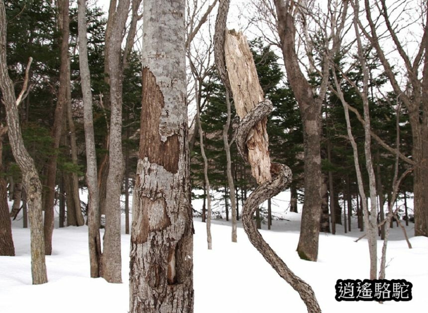 知床雪鞋漫步-日本駱駝