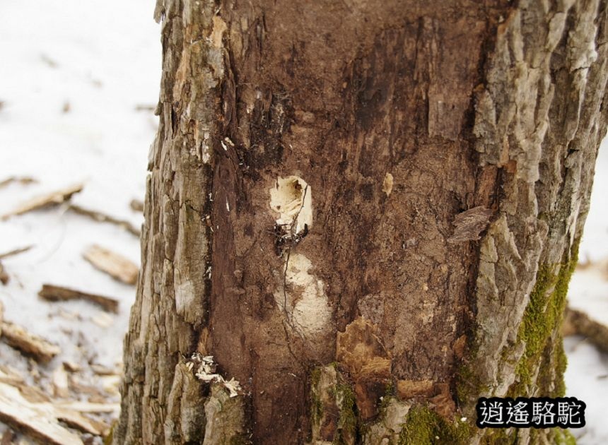 知床雪鞋漫步-日本駱駝