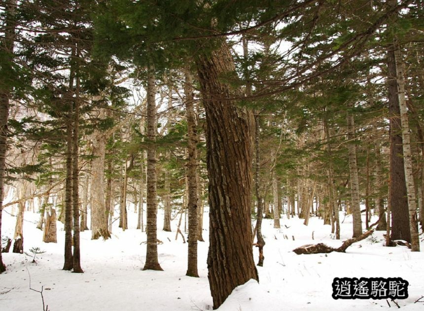 知床雪鞋漫步-日本駱駝