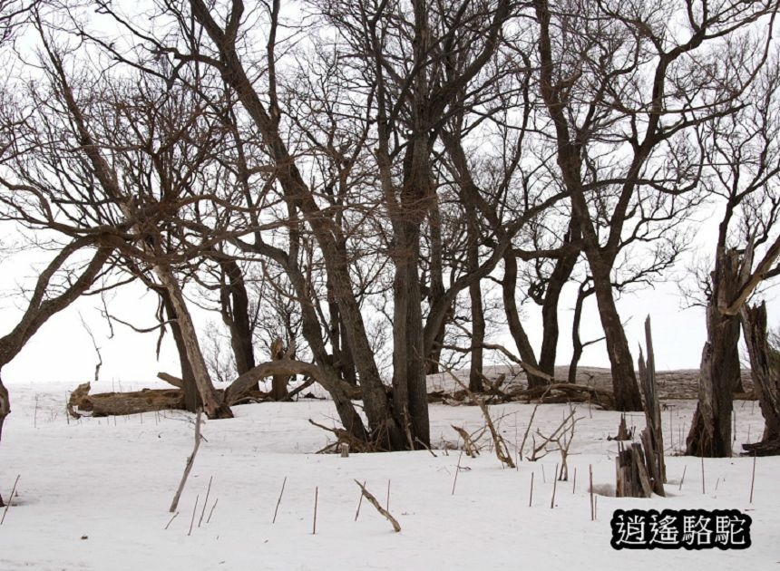 知床雪鞋漫步-日本駱駝