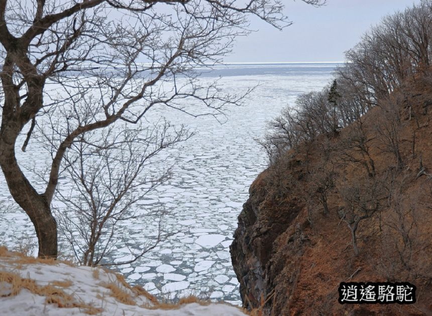 知床雪鞋漫步-日本駱駝