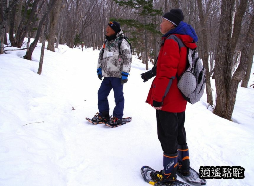 知床雪鞋漫步-日本駱駝