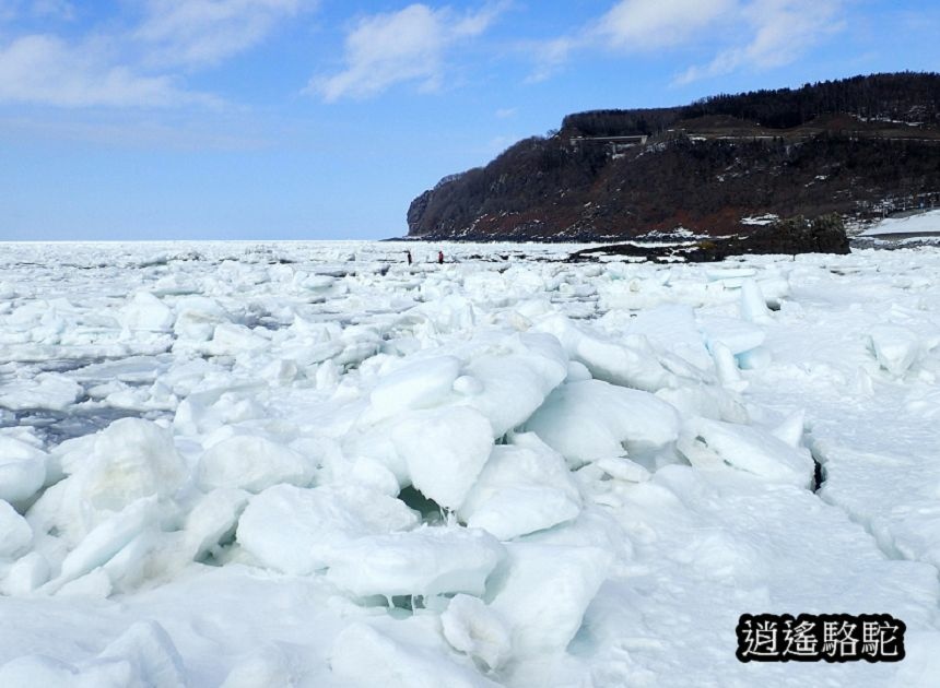 知床流冰漫步-日本駱駝