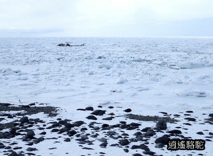 知床流冰漫步-日本駱駝