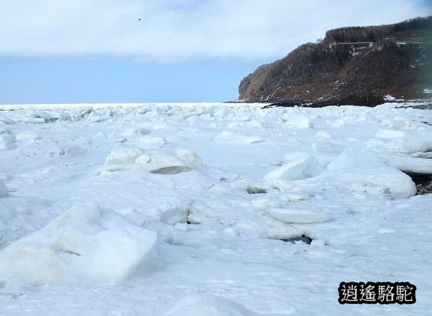 知床流冰漫步-日本駱駝