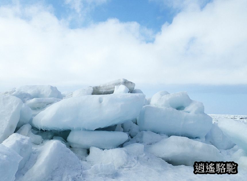 知床流冰漫步-日本駱駝