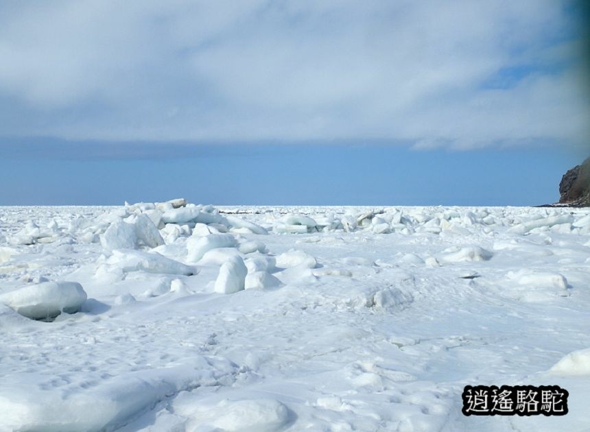 知床流冰漫步-日本駱駝