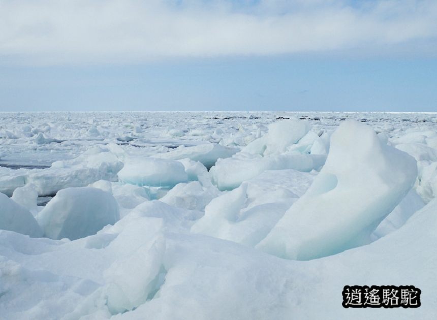 知床流冰漫步-日本駱駝