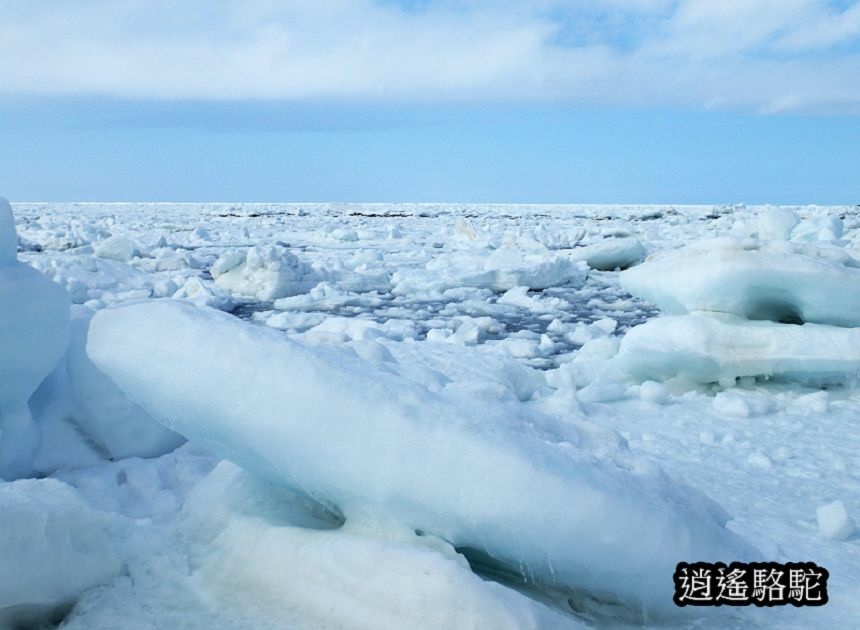 知床流冰漫步-日本駱駝