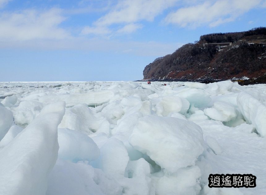 知床流冰漫步-日本駱駝