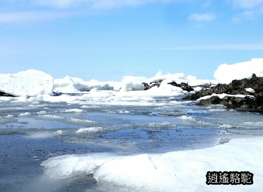 知床流冰漫步-日本駱駝