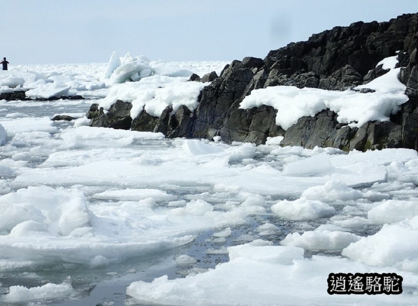 知床流冰漫步-日本駱駝