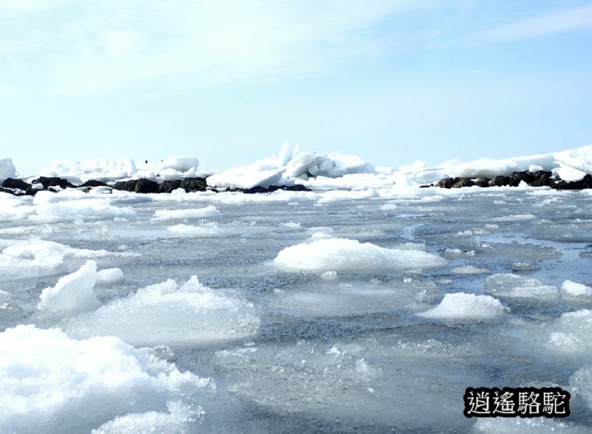 知床流冰漫步-日本駱駝