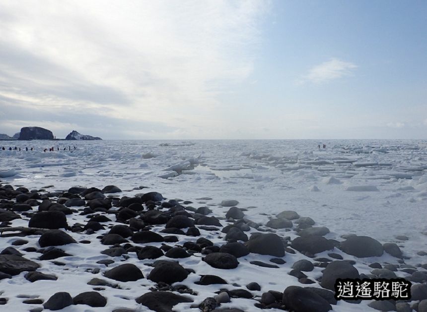 知床流冰漫步-日本駱駝