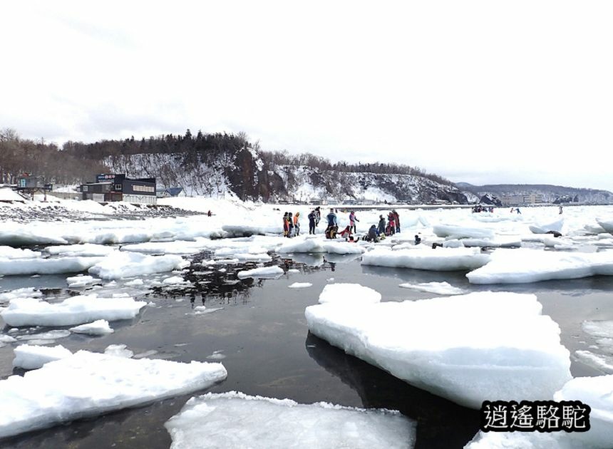 知床流冰漫步-日本駱駝