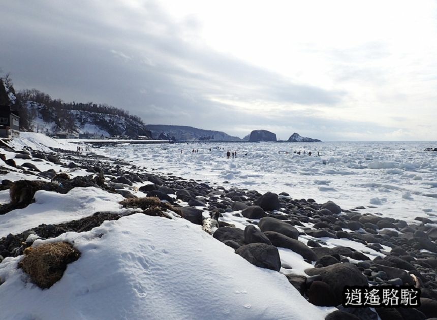 知床流冰漫步-日本駱駝