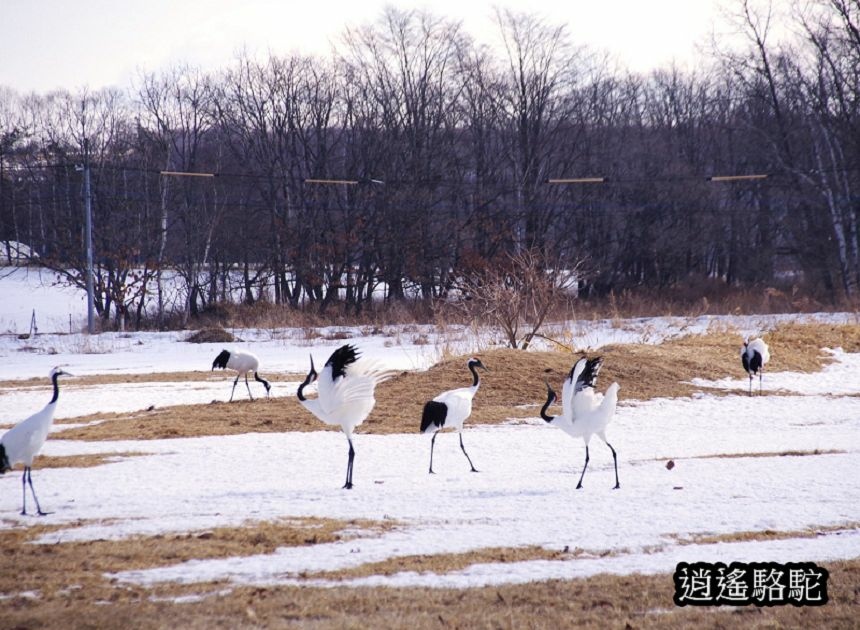 鶴見台-日本駱駝