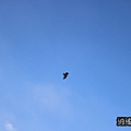 P33.jpg