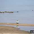 P12.jpg