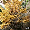 P20.jpg