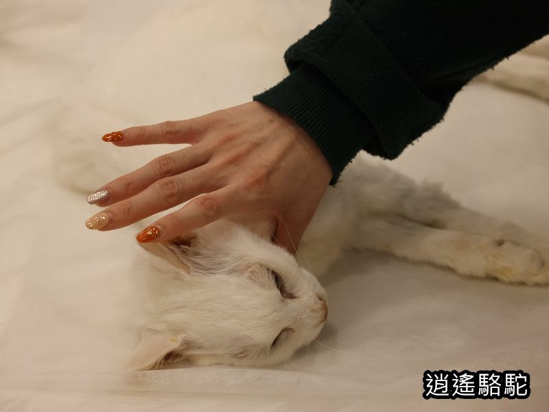 相處十八年的咪咪離開我們了！-新北駱駝