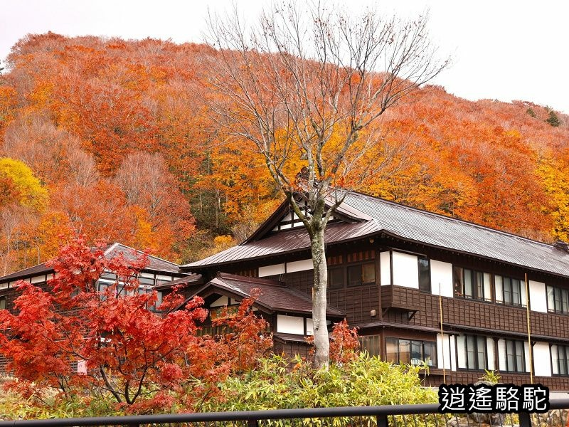 酸湯溫泉(酸ヶ湯温泉)的特色-日本駱駝