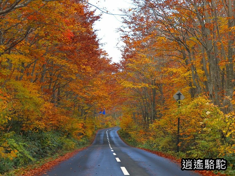 十和田湖國道103追楓-日本駱駝