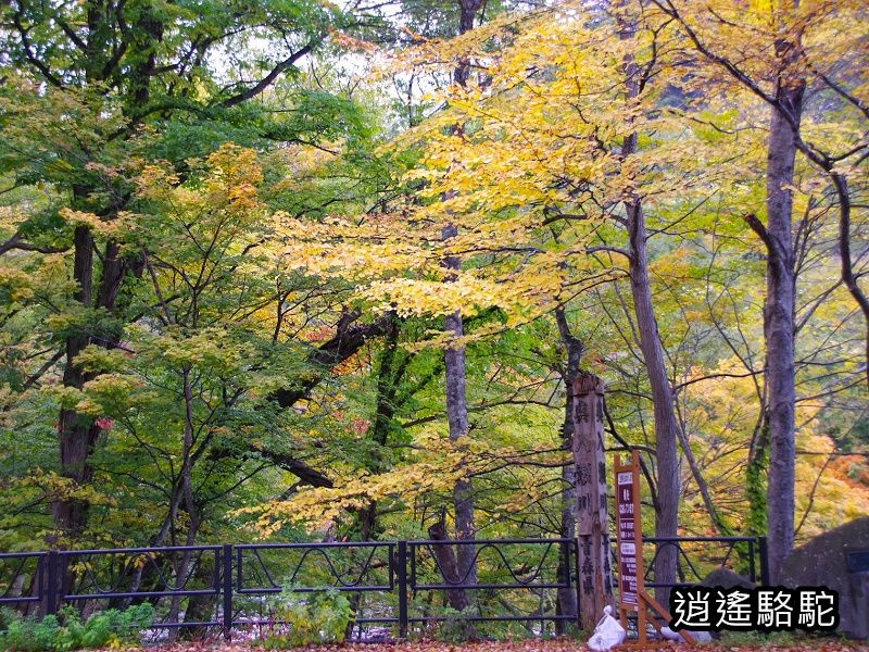 十和田橋隨拍紅葉-日本駱駝