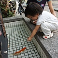 餵魚.JPG