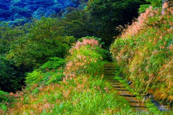 7陽明山上管芒花飄飛舞秋風