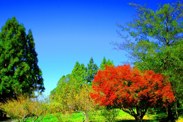 2福壽山  楓紅瘋紅  一