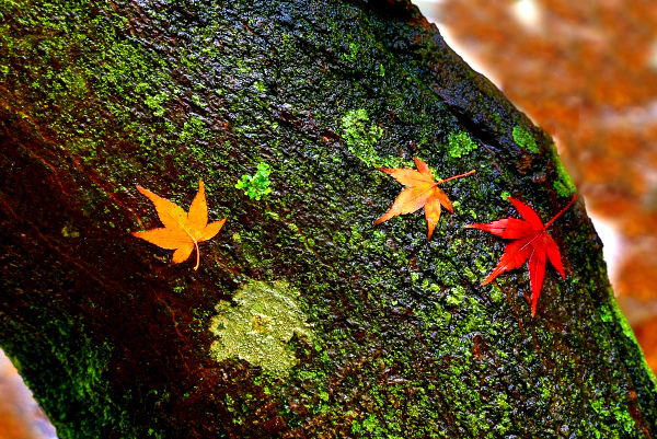 9福壽山  楓紅瘋紅  一