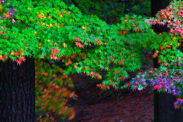 17福壽山  楓紅瘋紅  一