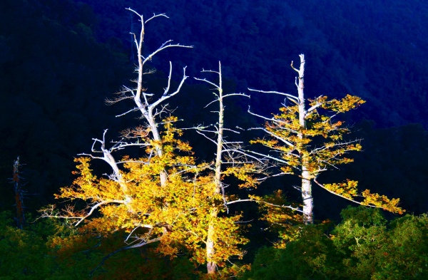 16玉山國家公園   阿里山風景區紅艷正燦爛