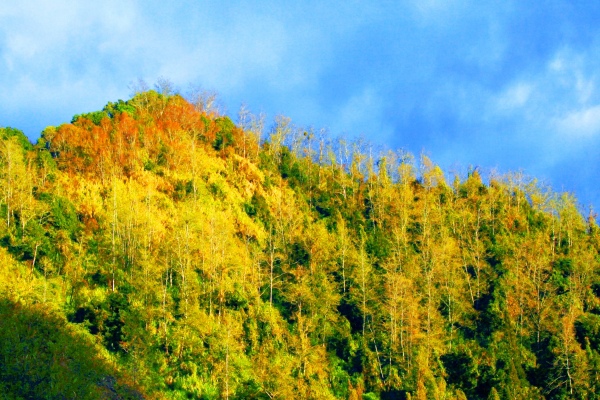 7玉山國家公園   阿里山風景區紅艷正燦爛