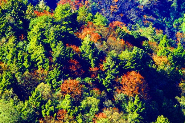 14玉山國家公園   阿里山風景區紅艷正燦爛