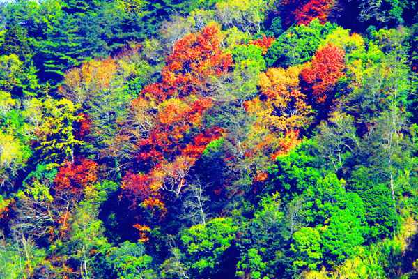 4玉山國家公園   阿里山風景區紅艷正燦爛