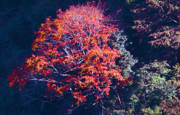 13玉山國家公園   阿里山風景區紅艷正燦爛