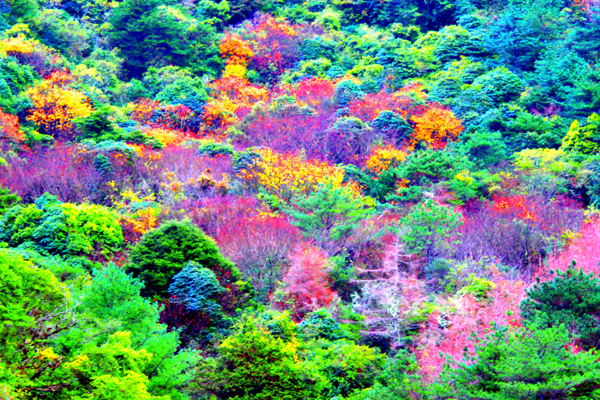 16玉山國家公園   阿里山風景區紅艷正燦爛