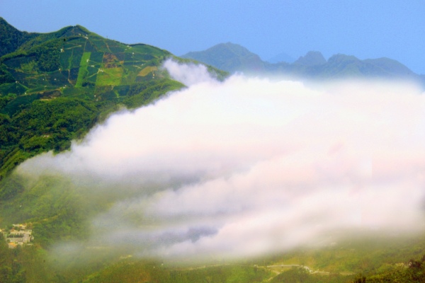 13碧湖茶山冬色