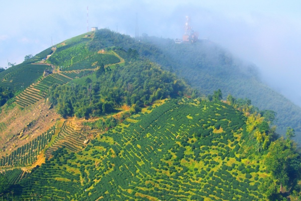 18碧湖茶山冬色