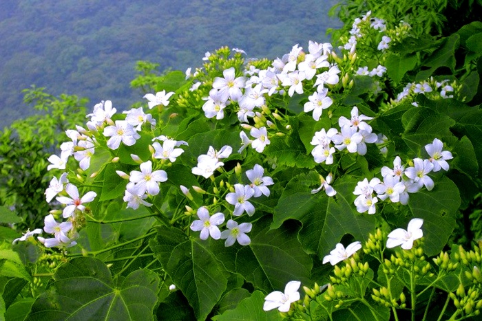 4五月雪油桐花之美一