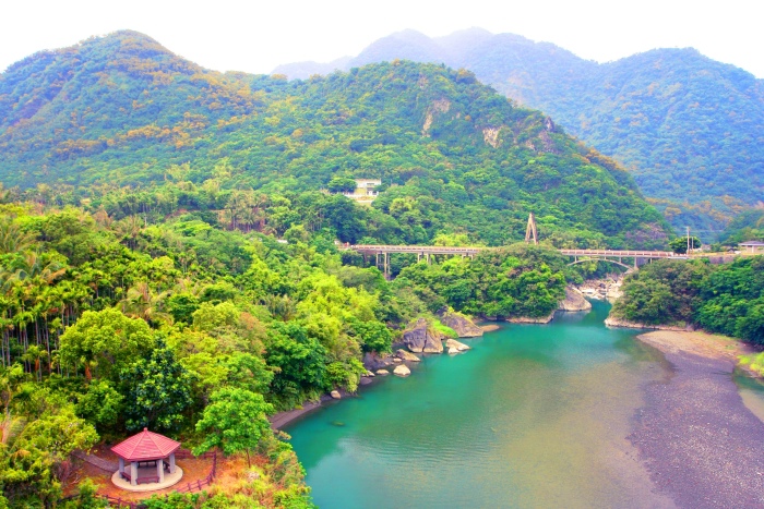 1台東金色相思樹花滿山林